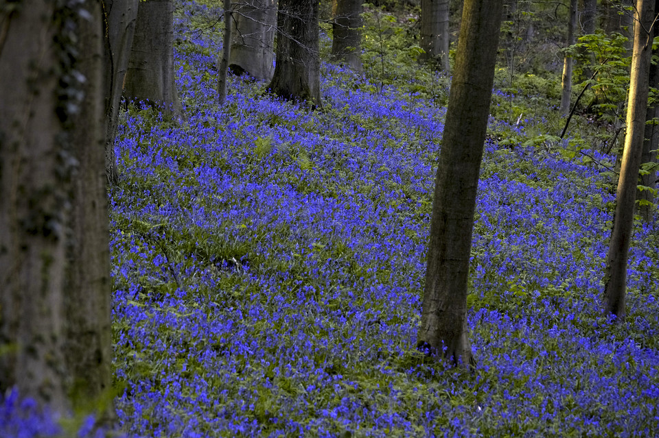 Kwitnące hiacyntowce w lesie Hallerbos