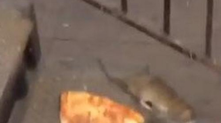 Pizzaszelettel indult metrózni a kis patkány
