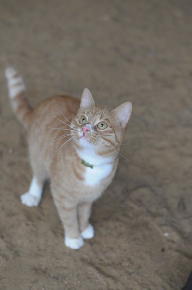 Kotek oczekujący na adopcję w olsztyńskim schronisku