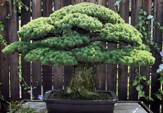 Drzewko bonsai, które ma prawie 400 lat i przetrwało wybuch bomby atomowej
