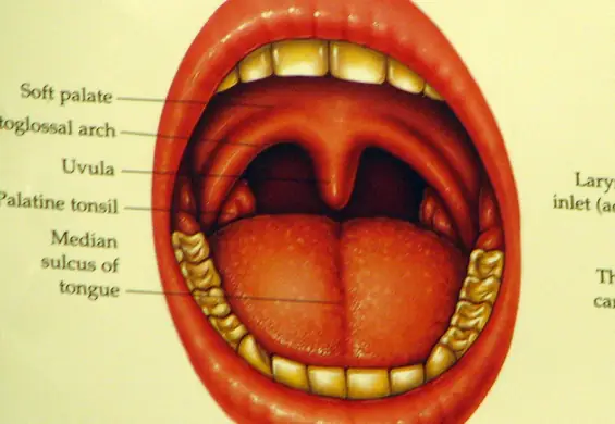 Czym jest i do czego służy języczek z tyłu gardła? Zdziwisz się, jak bardzo jest przydatny