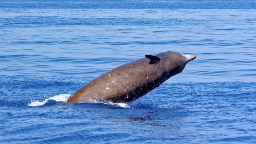 Francja. Morze wyrzuciło zwłoki zyfii gęsiogłowej. Połknęła aż 16 kilogramów plastiku