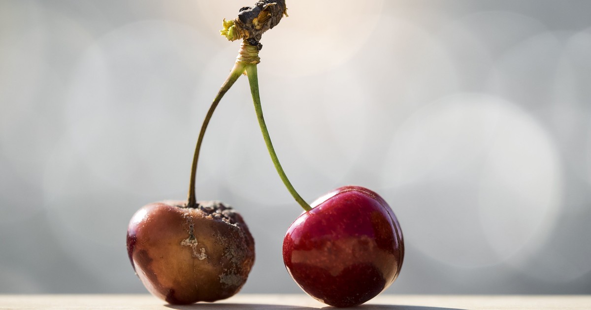 What Happens If I Accidentally Eat Moldy Food Pulse Nigeria