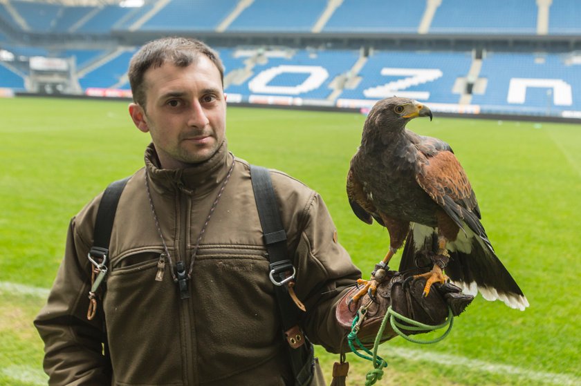 Co sokolnik robi na stadionie?