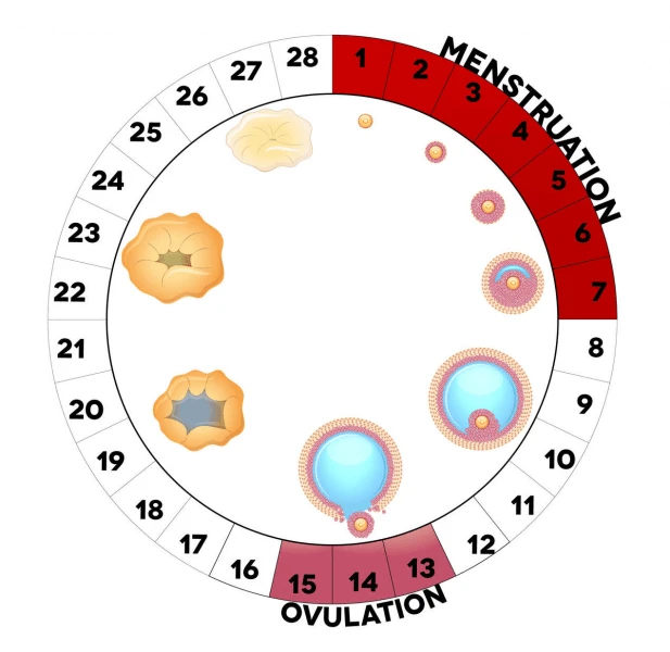 How ovulation calculators can help you conceive a boy | Pulse Nigeria