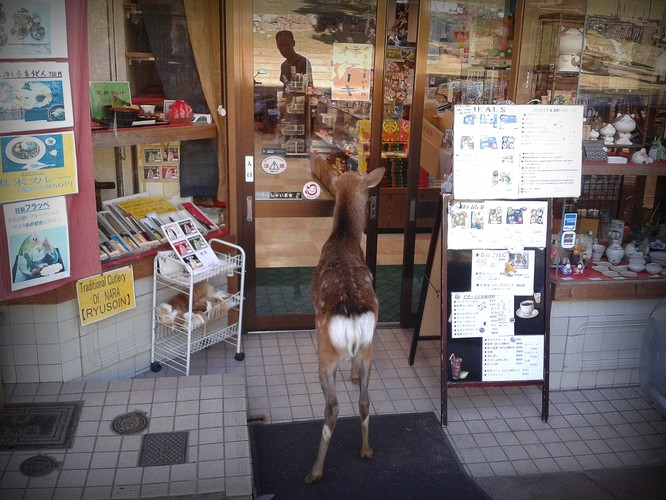 Istnieje jednak miejsce w Japonii, gdzie nie trzeba być człowiekiem, by wejść do sklepu. Święte jelenie w mieście Nara chodzą po ulicach nie niepokojone przez ludzi…