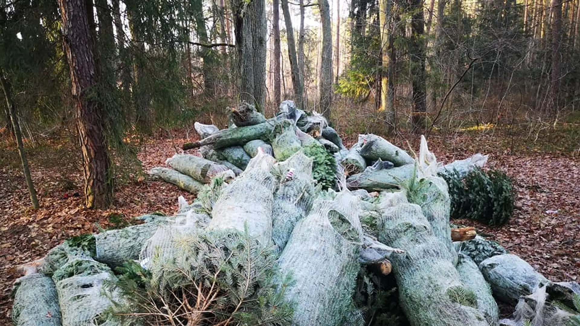 "Co za marnotrawstwo". Zdjęcie porzuconych choinek w plastiku bulwersuje internautów