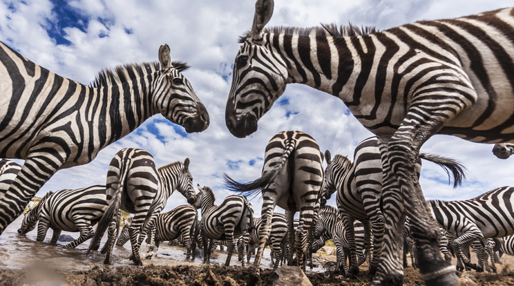 Zebrák a Kenyában található Mara folyónál/Fotó:Northfoto