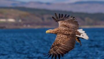 InPost uzupełnia politykę prywatności czatu „Nakarm Bielika”