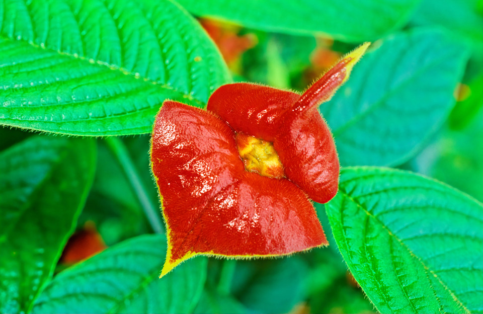 Usta niewiasty (Psychotria elata)