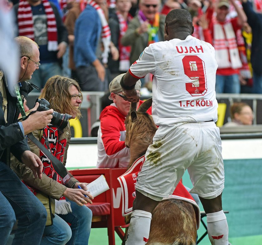 Anthony Ujah świętował bramkę z kozą! Obrońcy zwierząt wściekli!