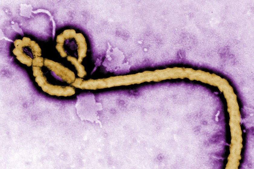 Ebola w Sieradzu