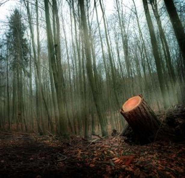 – Zakaz o prywatyzacji lasów powinien być zapisany w konstytucji. Byłoby to pewniejsze – uważa jednak Stanisław Żelichowski, poseł PSL.