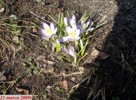 'Jest zimno,ale do Ostrówka k/Lubartowa wiosna już dotarła.'