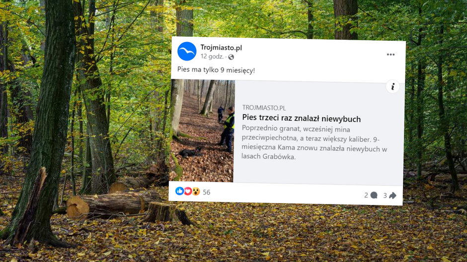 Pies znalazł niewybuch w lesie (fot. screen: facebook.com/@trojmiastopl)