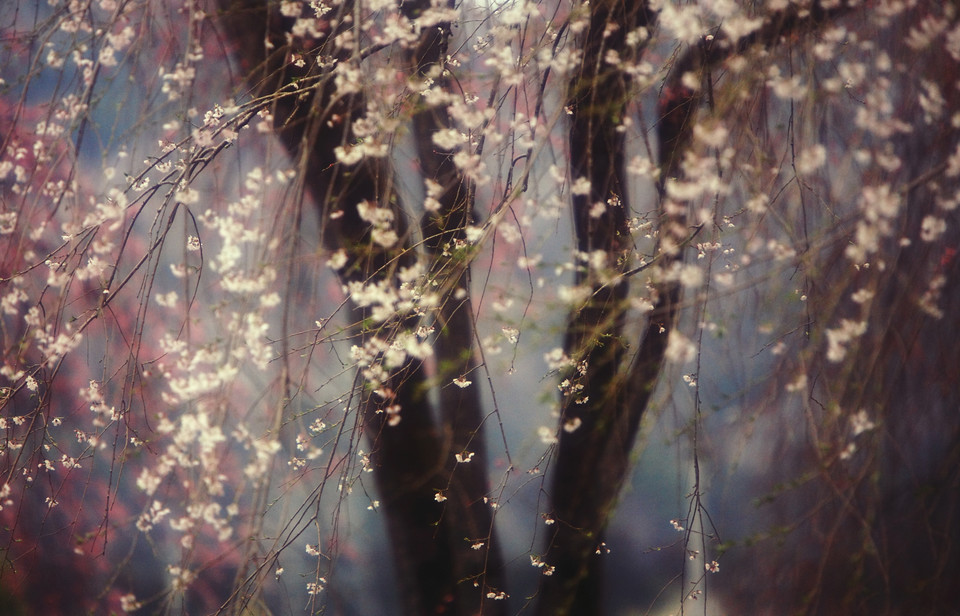 Sakura - Hideyuki Katagiri/National Geographic Traveler Photo Contest