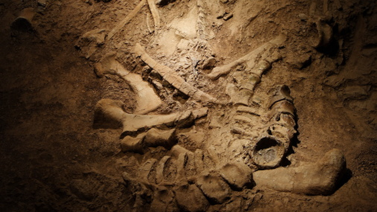 63 szkielety, ponad 1,2 tys. przedmiotów i przede wszystkim pierwszy nienaruszony grobowiec arystokratów z preinkaskiej cywilizacji Wari odkryła w Peru ekipa dr. Miłosza Giersza z Uniwersytetu Warszawskiego, informuje "Gazeta Wyborcza".