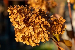 kiedy obcinać suche kwiaty hortensji bukietowej i ogrodowej? czy usuwać suche kwiaty hortensji