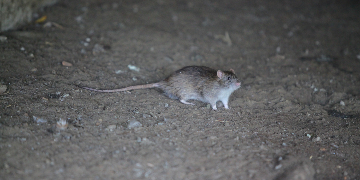 Plaga szczurów w kilku miejscach stolicy 