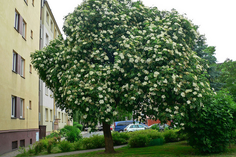 Czarny bez, Rzeszów