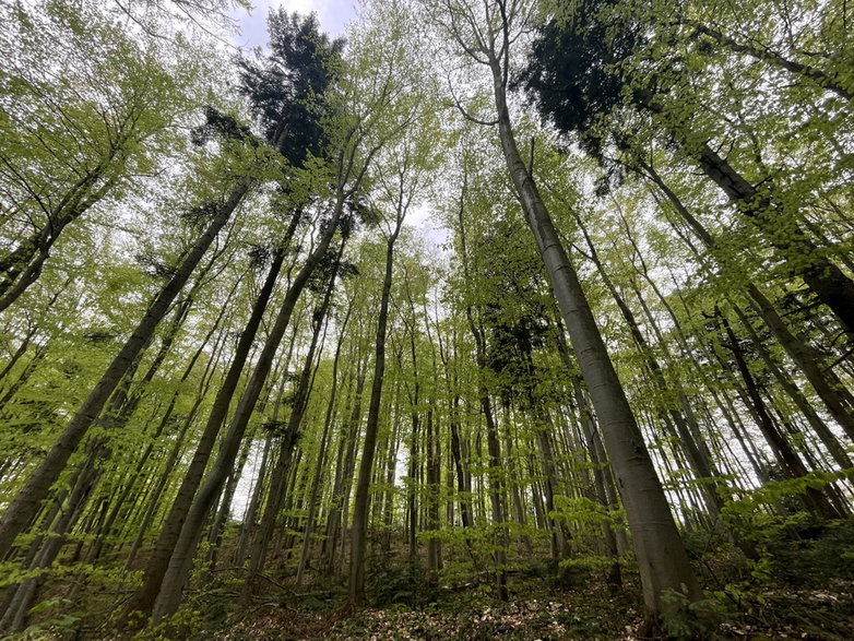 Las w województwie lubelskim fot. Maciej Fijak