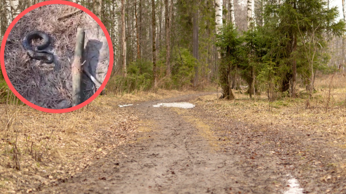 Leśnicy pokazali, co można spotkać w lesie. Jest ważny apel. "Omiń szerokim łukiem"