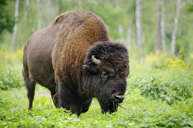 Puszcza Białowieska od 2014 r. jest na Liście Światowego Dziedzictwa UNESCO.