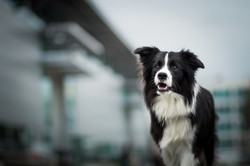 Czy pies może przenosić koronawirusa? Ekspert odpowiada