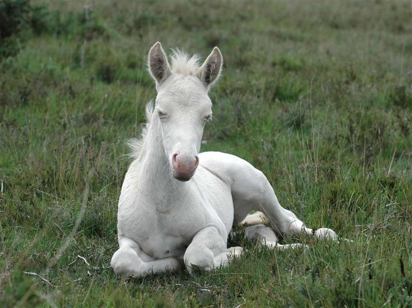 Zwierzęce albinosy