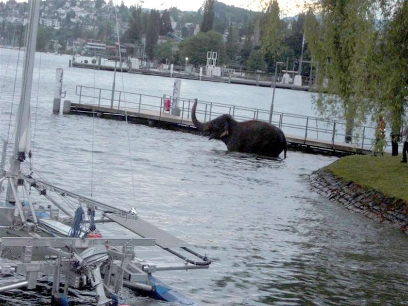 Ale numer! Słoń uciekł im z Zoo