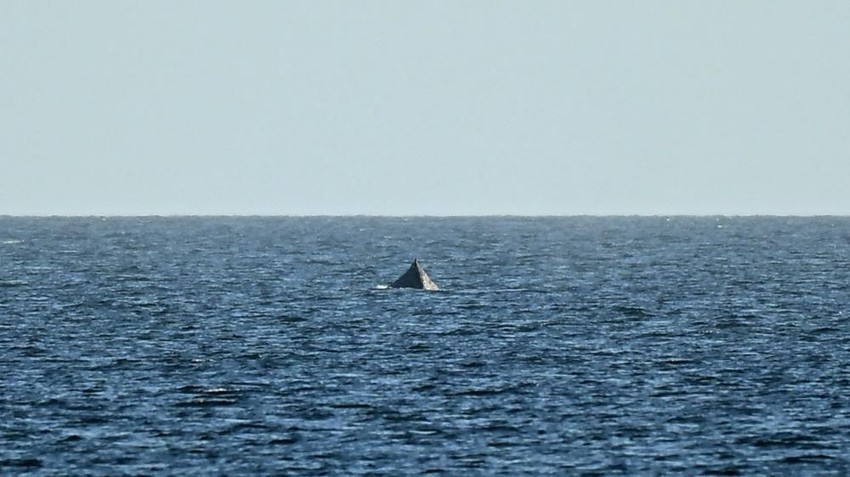 U petak ujutru postalo je jasno da je kit stigao do dubljih voda | Foto: Reuters