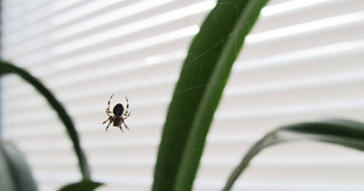 Arachnofobia – co to jest i jak się objawia? | Ofeminin