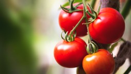 Czy pozostałości pestycydów w żywności stwarzają ryzyka dla człowieka?