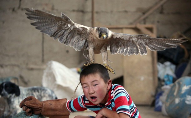 Kyrgyz golden eagle hunters