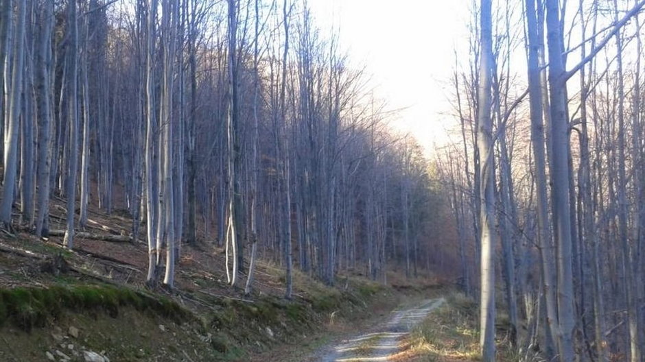 Nadleśnictwo Bielsko planuje wycinkę drzew  