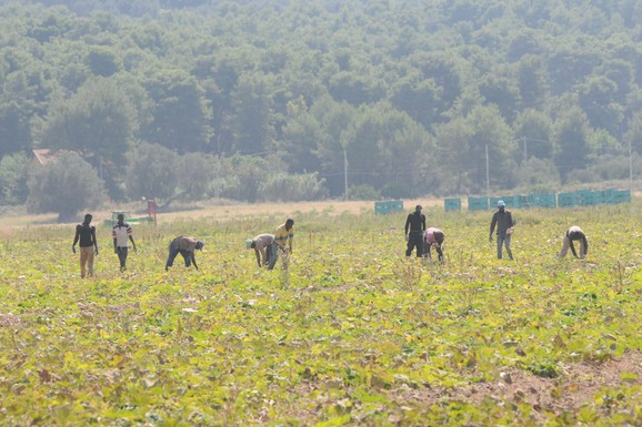 Kilogram višnje 82 dinara, ali se zarada ipak smeši! Porodica Mitić završava berbu: Evo kako su pobedili paklene vrućine i manjak radnika