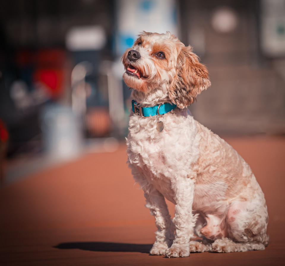 Cavapoo