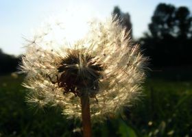 pitypang-allergia-d00000D735de7849aaad5