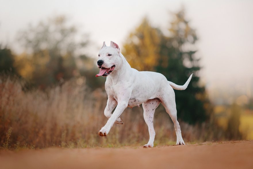 Dog argentyński to jeden z największych psów na świecie - tyurina/stock.adobe.com