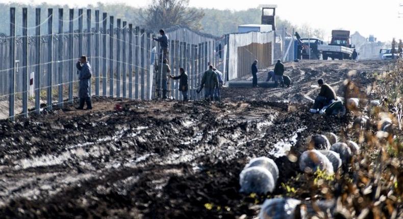 Prisoners build a new, second fence at the Hungarian-Serbian border near Gara village on October 27, 2016