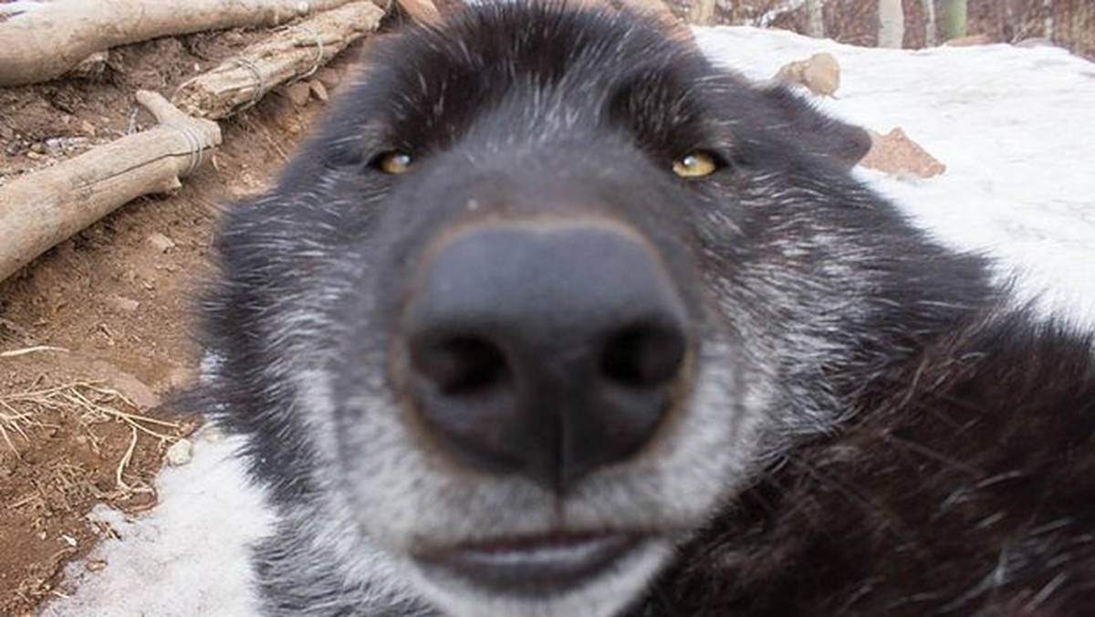 Wilki nie muszą kojarzyć się z agresywnymi zwierzętami, na które można natknąć się w lesie. Spójrzcie na te wilcze "selfie", a na pewno zmienicie zdanie o tych zwierzętach.