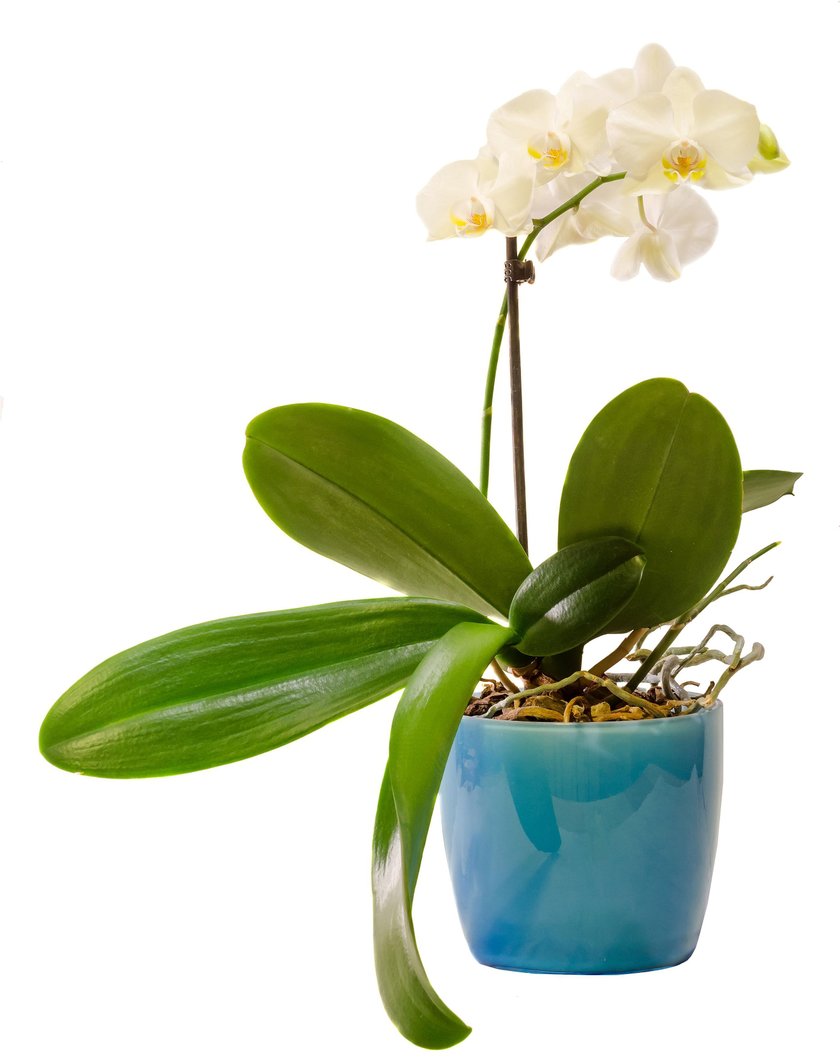 Storczyk Phalaenopsis