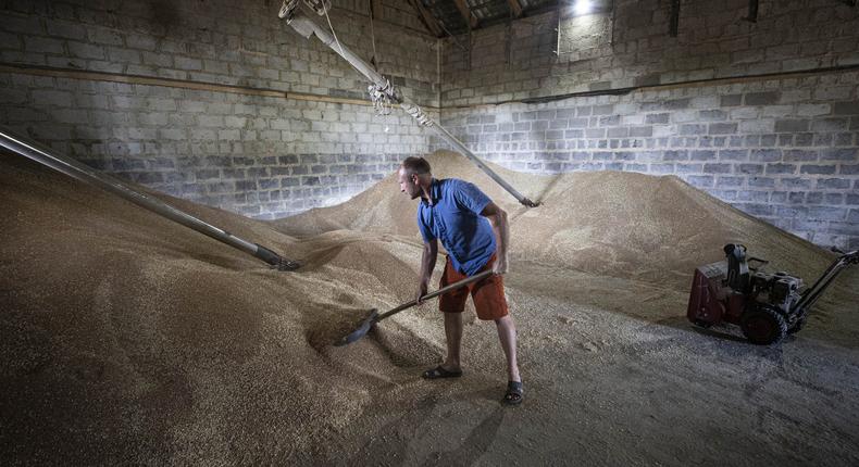 A man processes wheat in Odessa, Ukraine, on June 17, 2022 as Russian-Ukrainian war continues. While the Ukrainian government and several international leaders seek alternative methods to convey thousands of tons of grain stock from the blocked Odessa Port to European countries, Ukrainian farmers seek new ways to market the crops that remain in their warehouses.