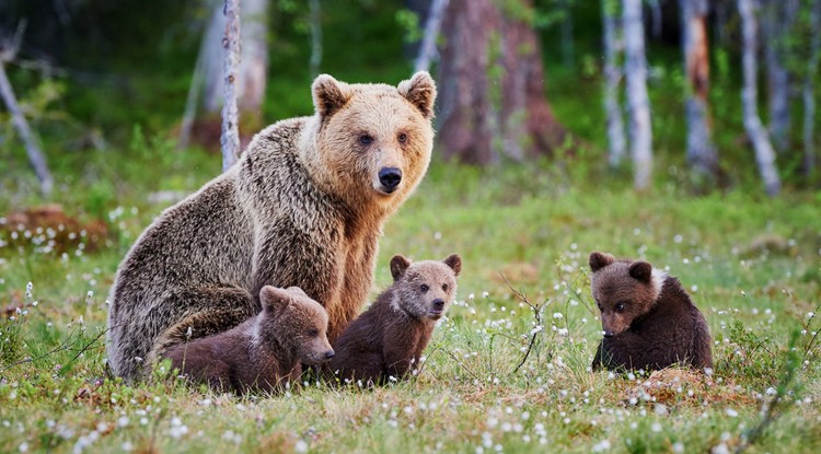 még a grizzly medvéket is