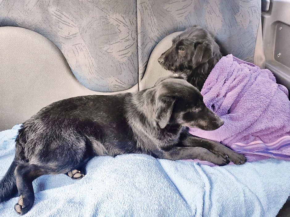 Mali pas uspeo je da dopliva do obale ostrva ali je tamo ostao zaglavljen sve do dolaska svojih spasilaca