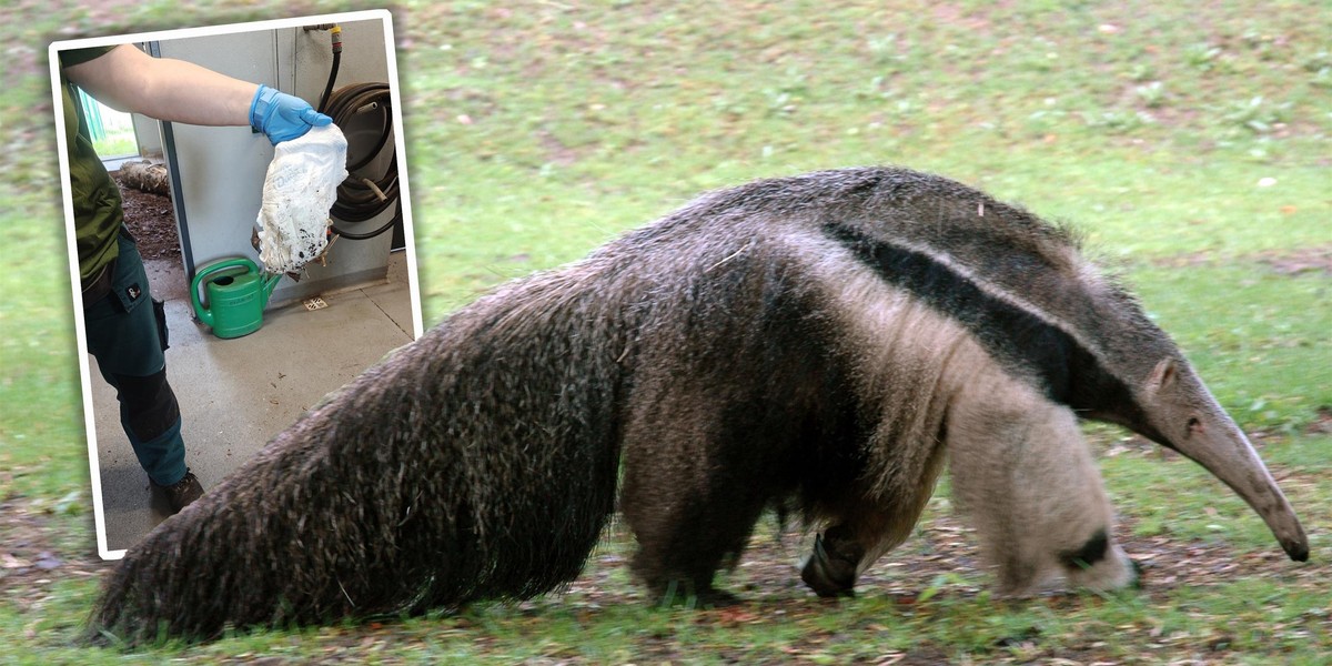 Ktoś wrzucił zużytą pieluchę na wybieg mrówkojadów.