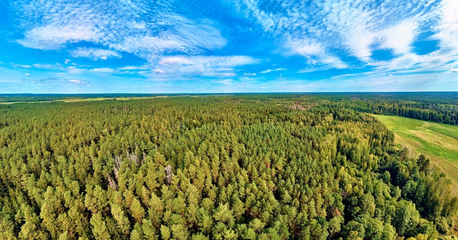 Panorama Białowieskiego Parku Narodowego, fot. Udmurd