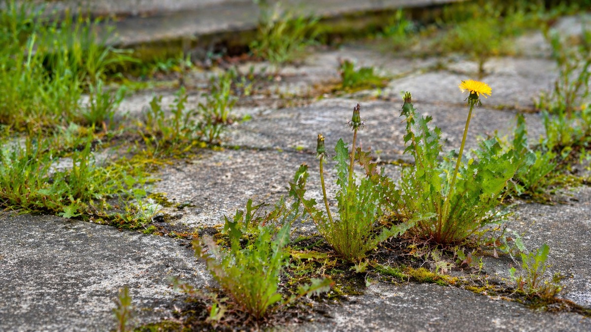 Sipajte ovo na korov i gledajte kako nestaje