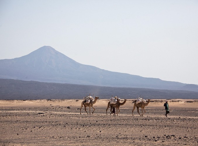 Przewodnik prowadzi wielbłądy po pustyni Danakil w północnej Etiopii