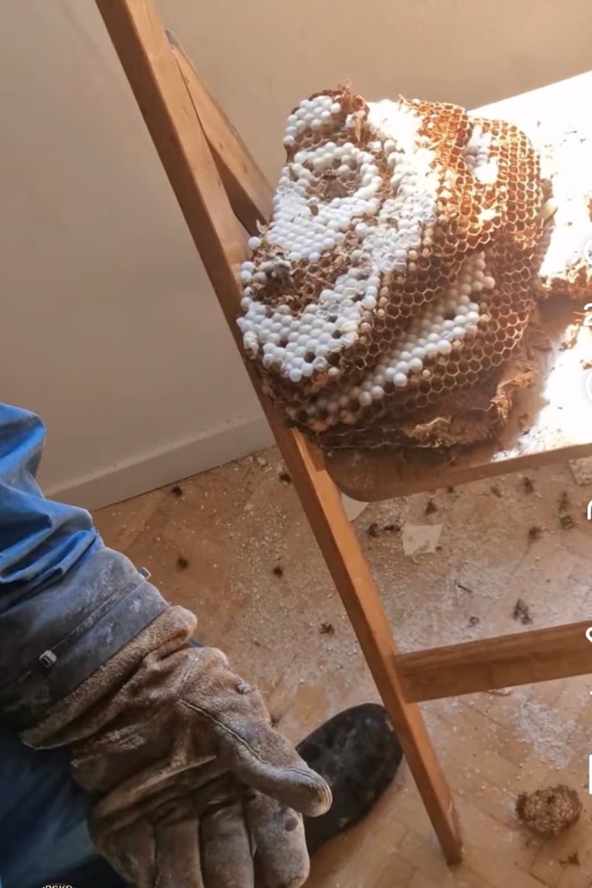 Larve stršljenova samo što se nisu izlegle